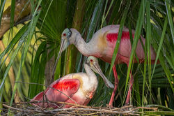 Roseate Spoonbill