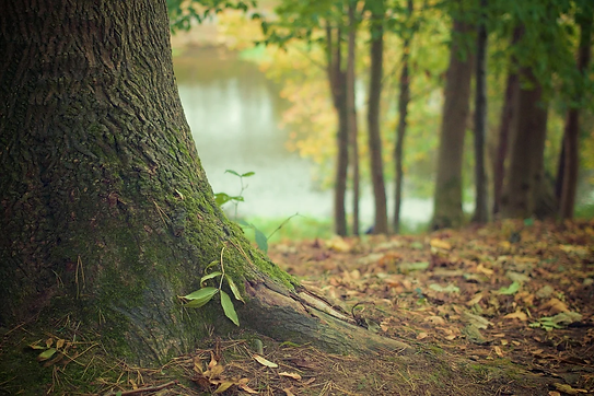 Image_Arbre_Forêt.webp