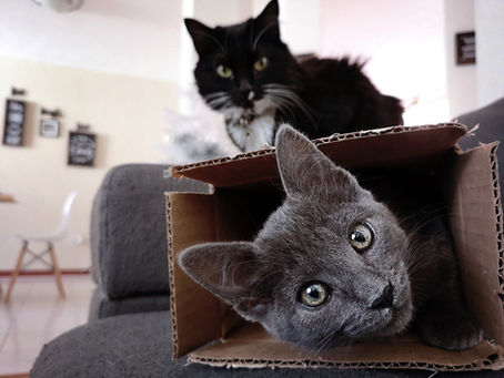 Soutenir une chatte après un déménagement