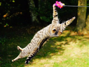 Chat qui joue