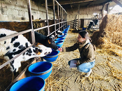 marion canaple - soin énergétique - magnétisme - élevage - bovin - ovin - caprin