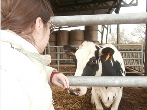 La vache connait le sexe de son veau ?