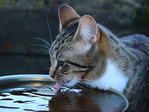 Chat qui boit de l'eau