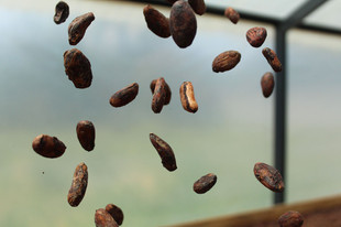 chocosapiens-cocoa-arriba-beans.jpeg