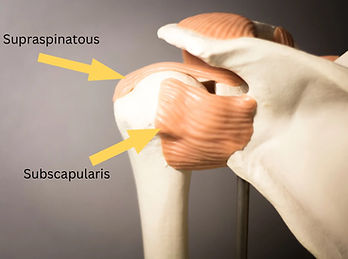 shoulder rotator cuff tendon