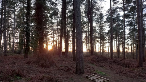 My Solo Wild Camp at Hayes Wood
