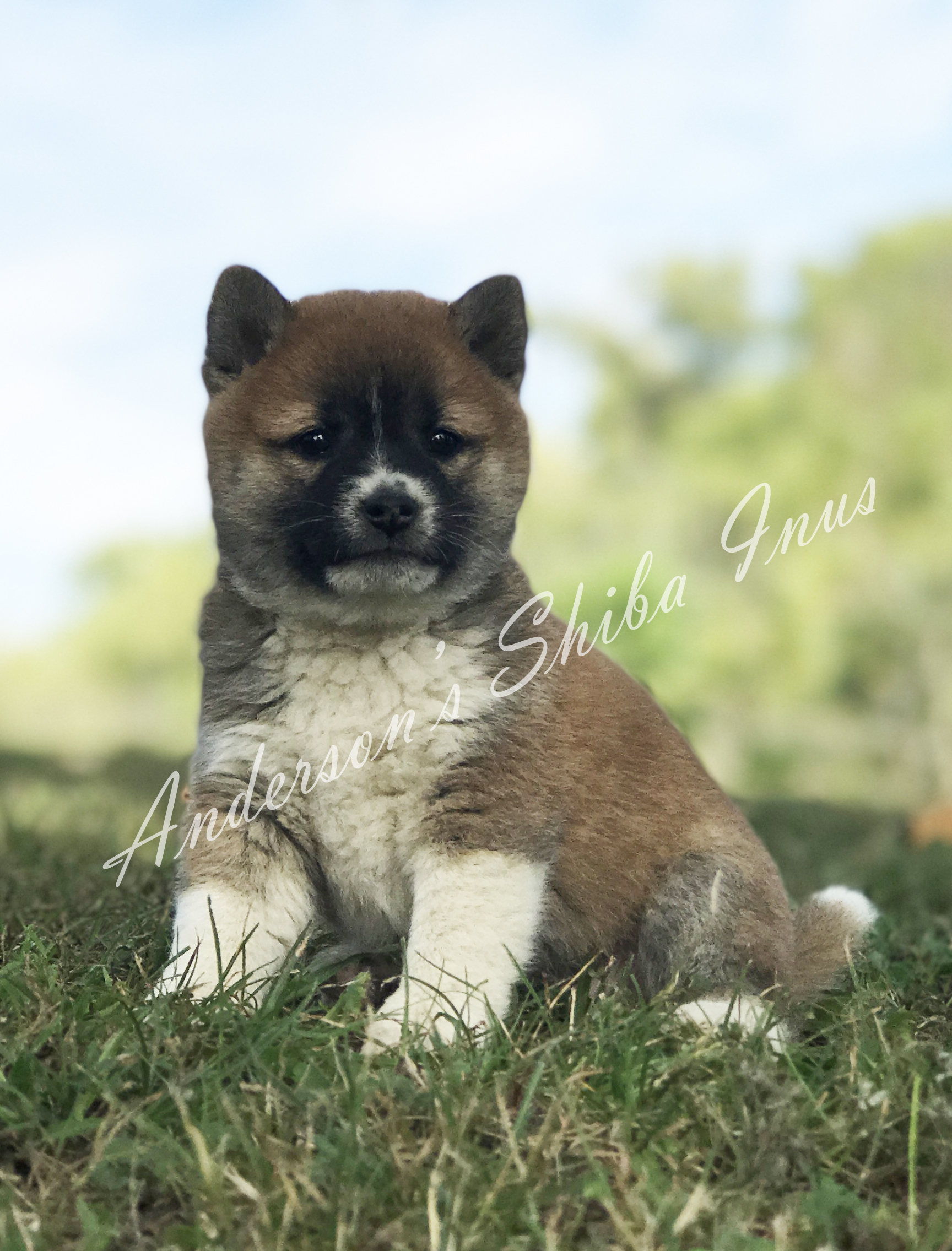 Home Andersonsshibainus
