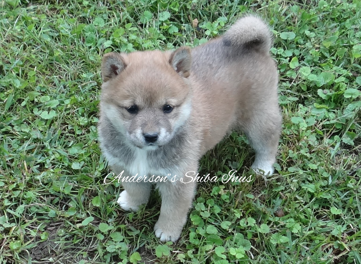 Home Andersonsshibainus