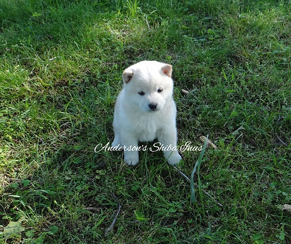 Puppies Andersonsshibainus