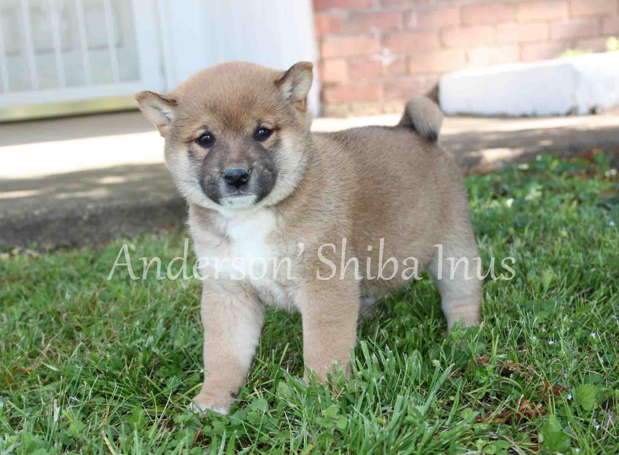 Home Andersonsshibainus