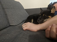 Noir - Korra 10-28-2019 E.jpg
