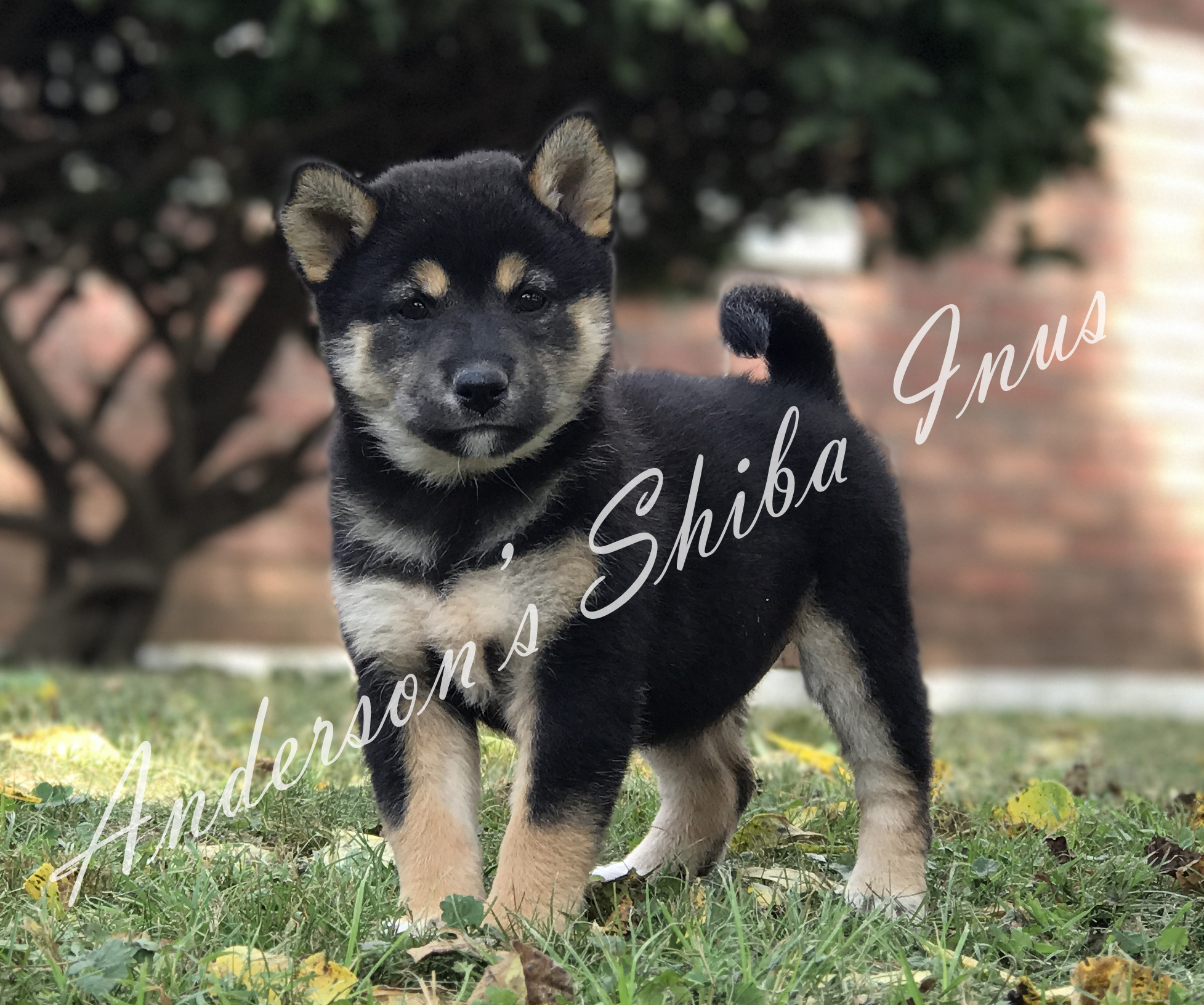 Shiba Inu Puppies For Sale Nashville Tn 254873