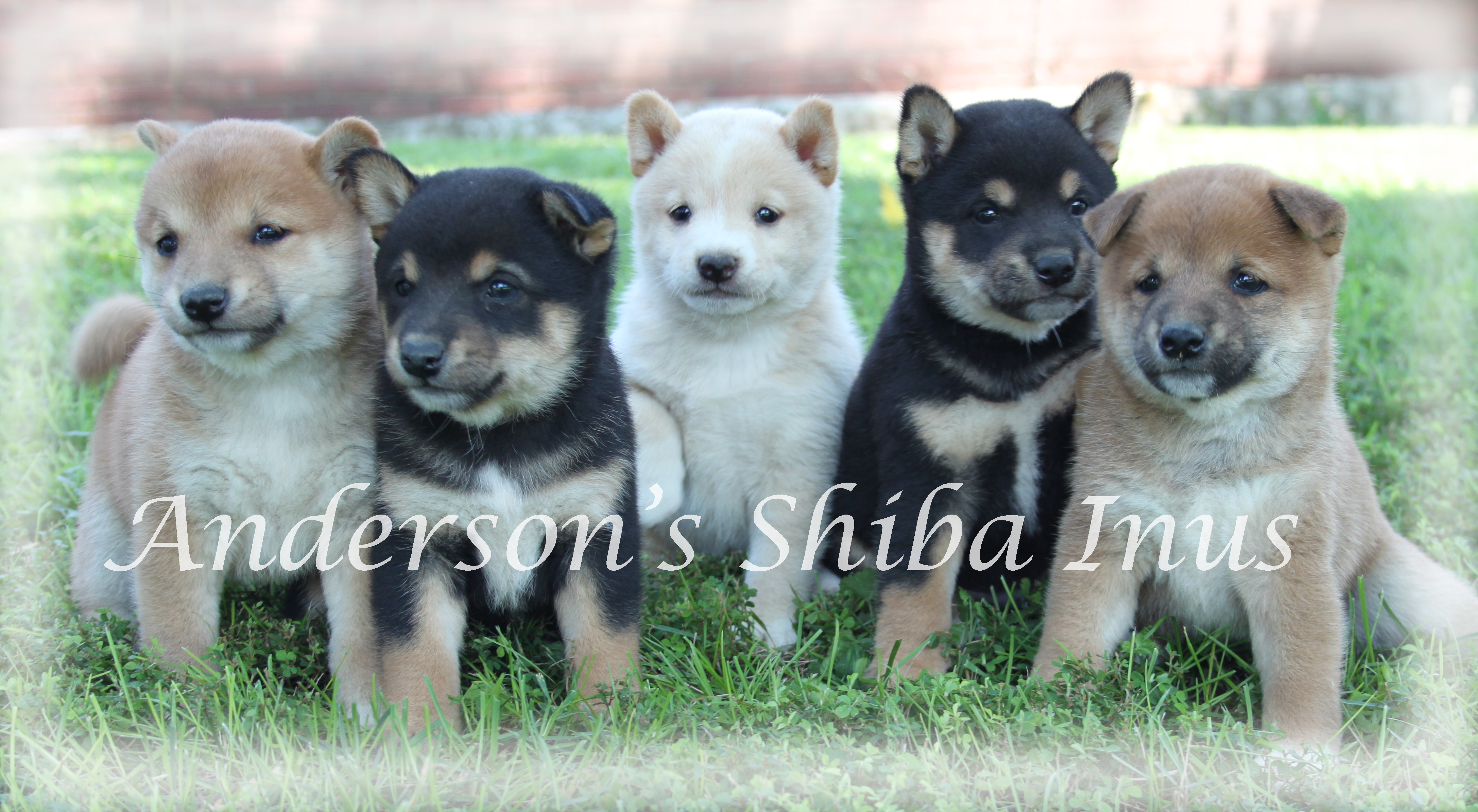 Home Andersonsshibainus