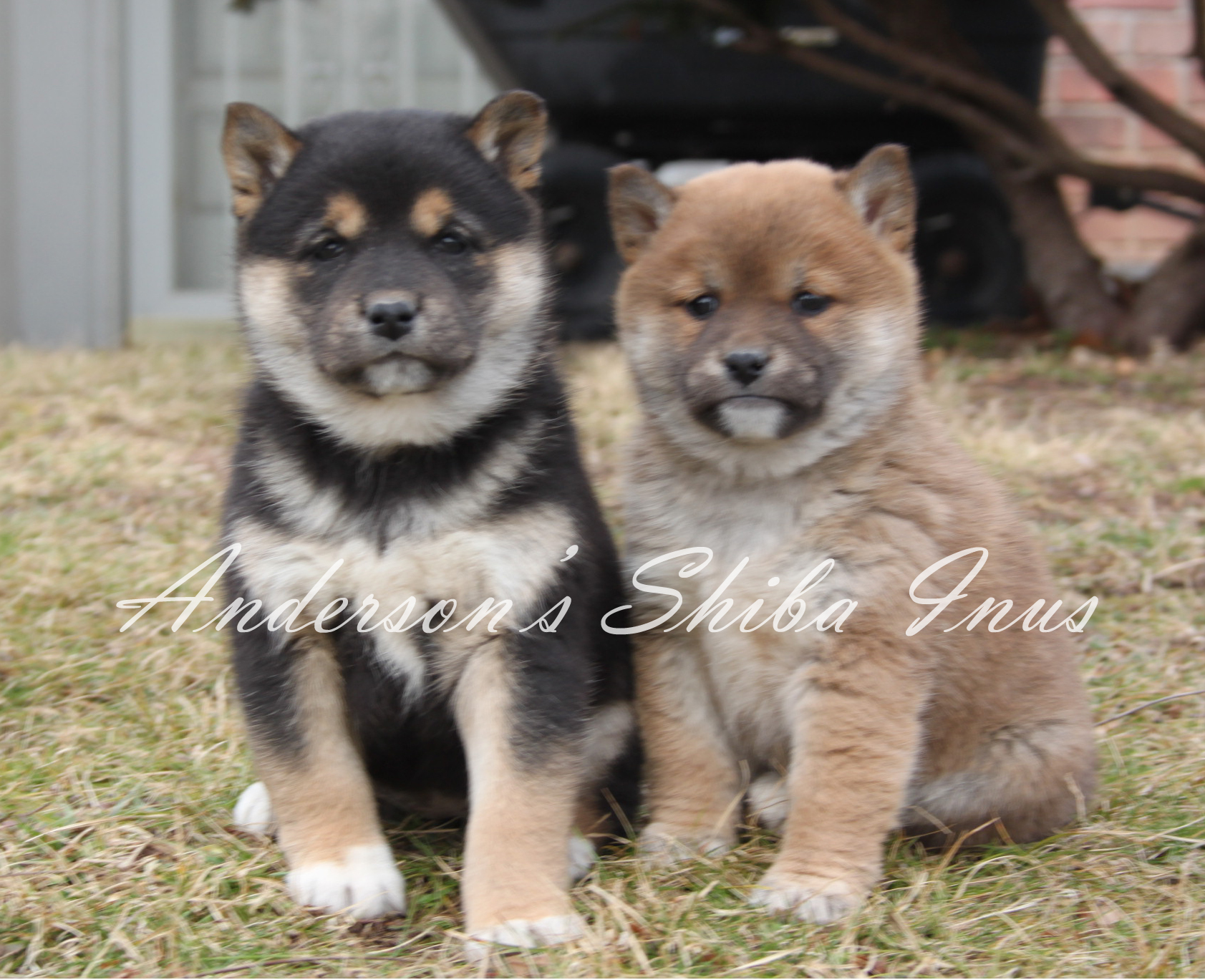 Home Andersonsshibainus