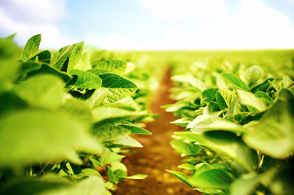 Does Health Claim Revocation Signal New Focus for FDA?