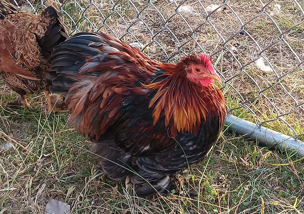IMG_20260408_171531880.jpg
