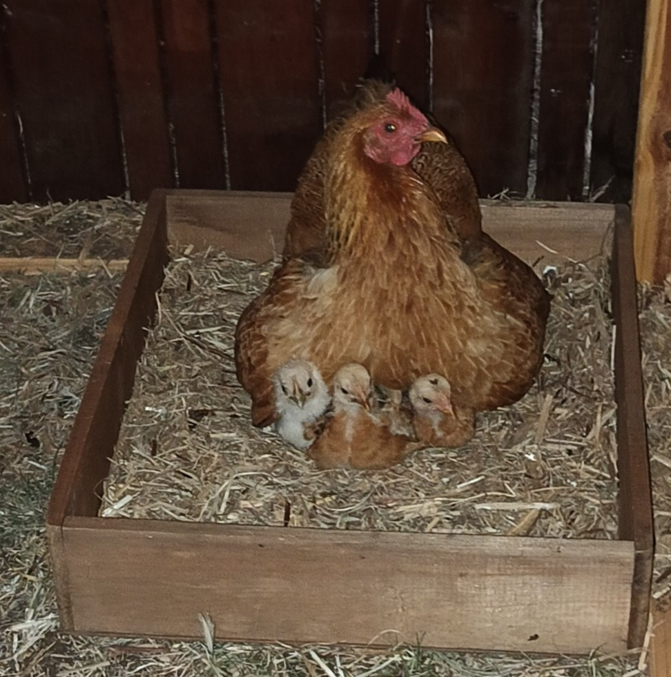 Penny and Babies.jpg