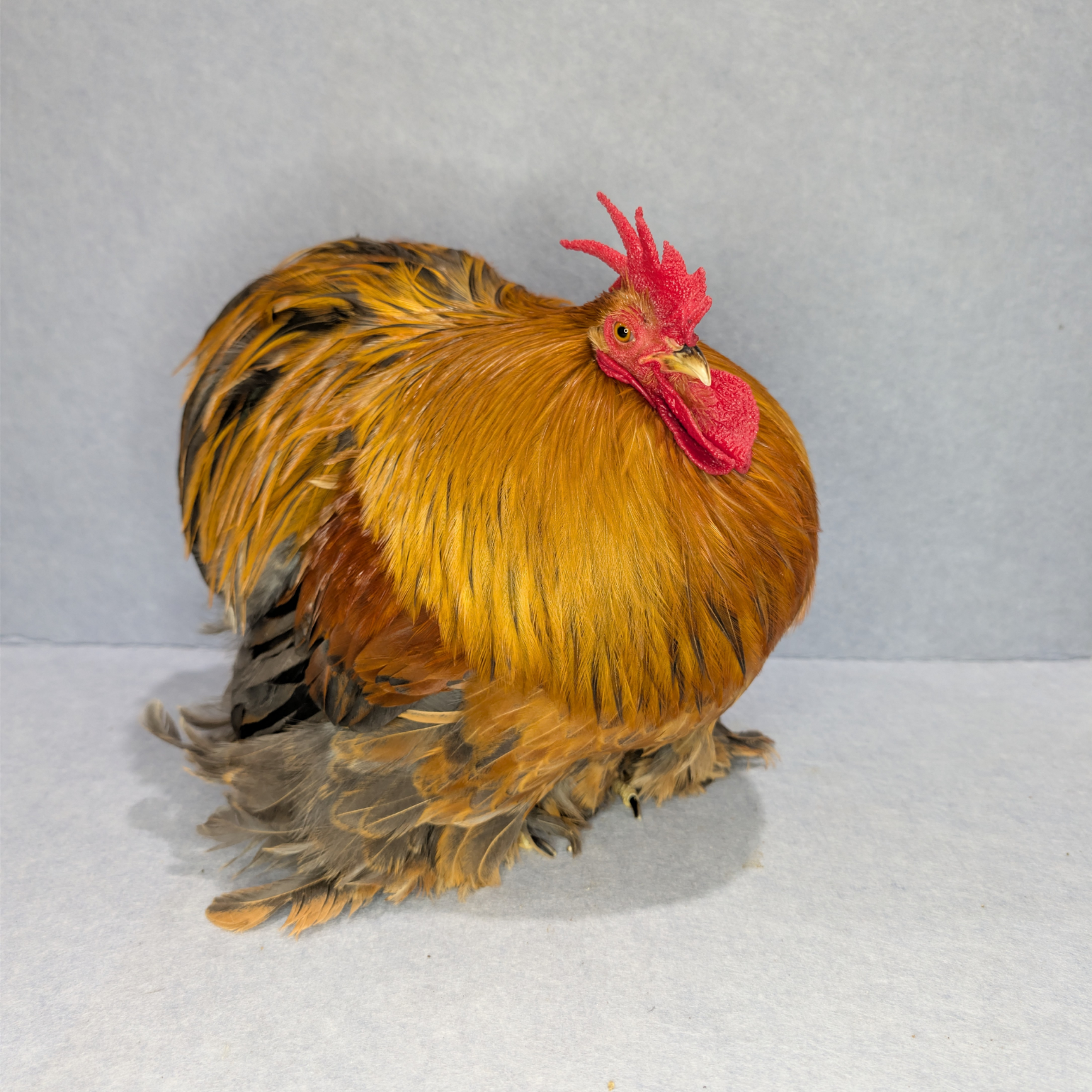 Close-up of a Pekin chicken with soft feathers and feathered feet on clean straw.