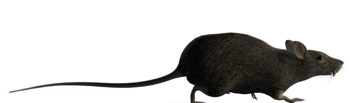 rat-running.gif