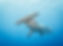 Hammerhead shark 