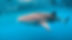 Whale Shark