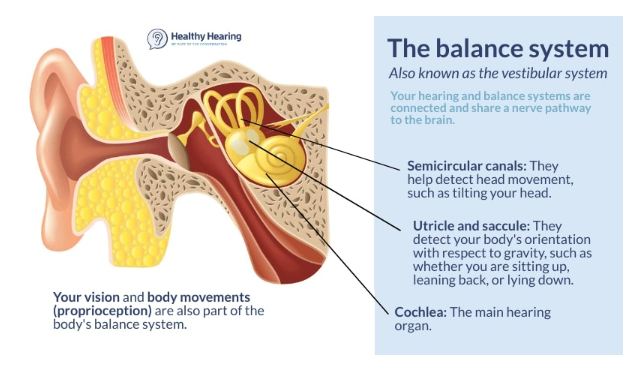 Image of the vestibular system explaining its role in balance