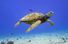 Hawaiian Green sea turtle
