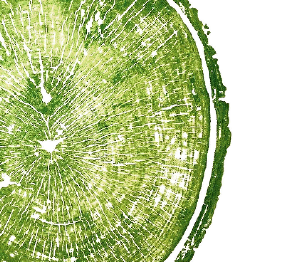 Thumbnail: Burl Wood Print 18 x 18 inches Green Ink (Unframed)