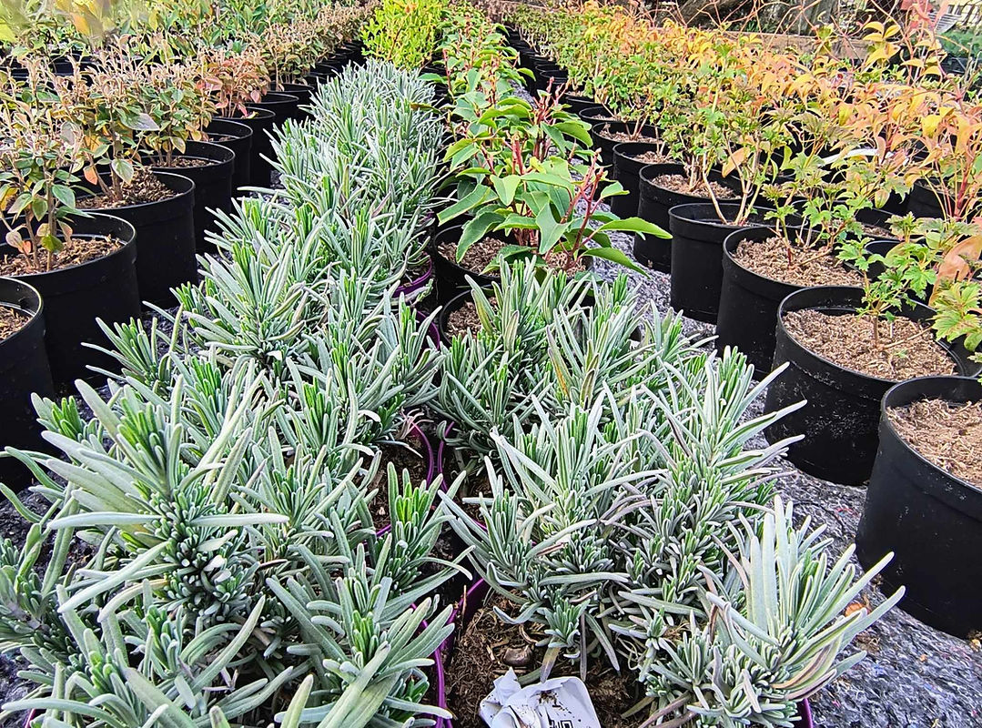 jeunes plants 6.jpg