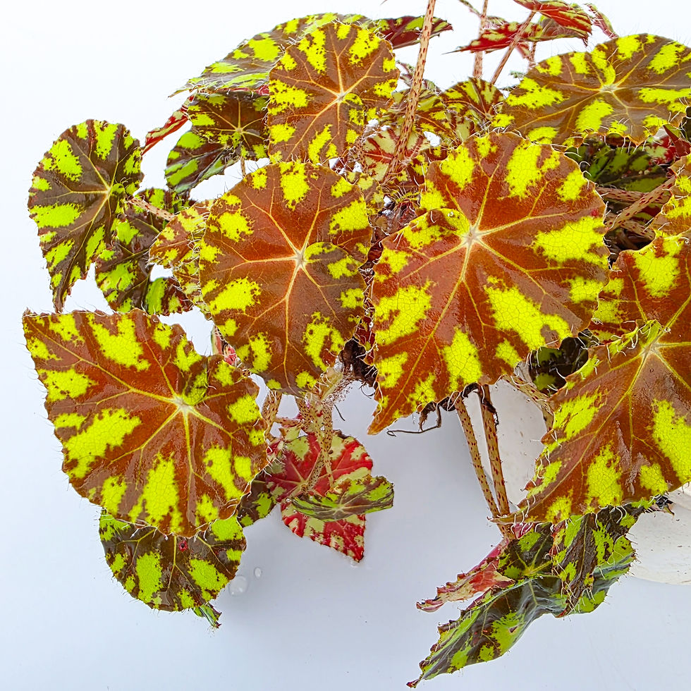 > Begonia bowerae 'Tiger Paws' (Begônia Pata de Tigre) com folhas texturizadas e padrão rajado característico.