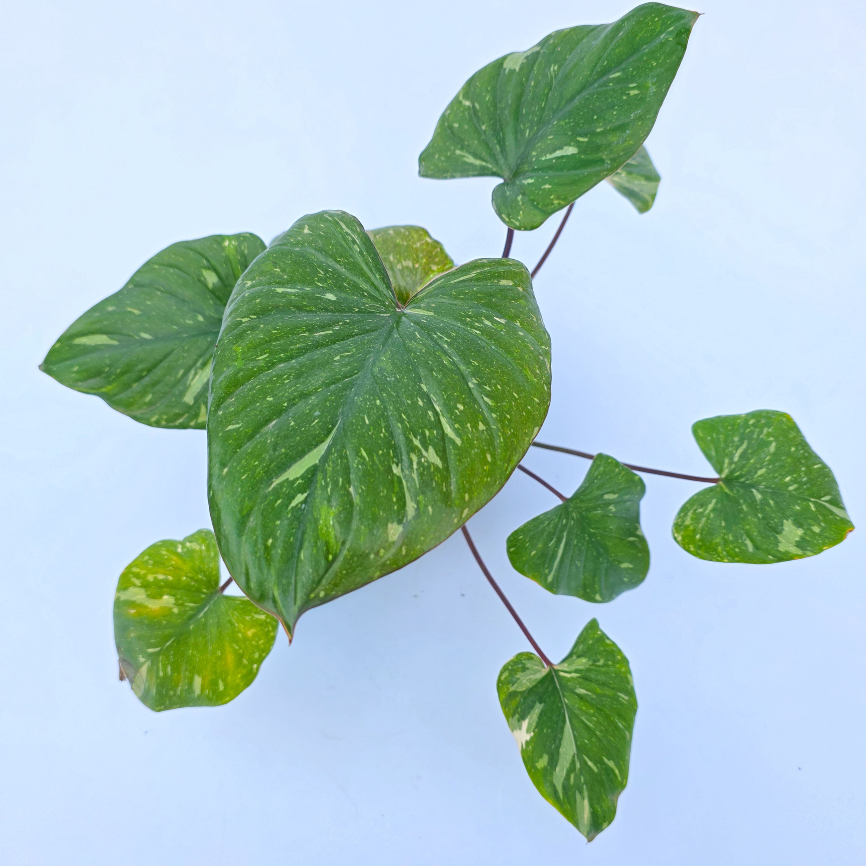 Homalomena 'Thai Constellation' - Homalomena rubescens 'Thai Constellation'