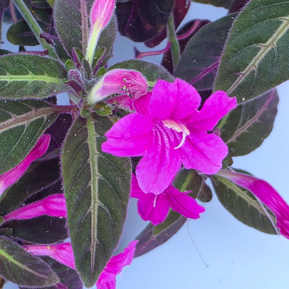 > Ruellia makoyana (Planta Veludo) com folhas aveludadas e padrões prateados ornamentais.