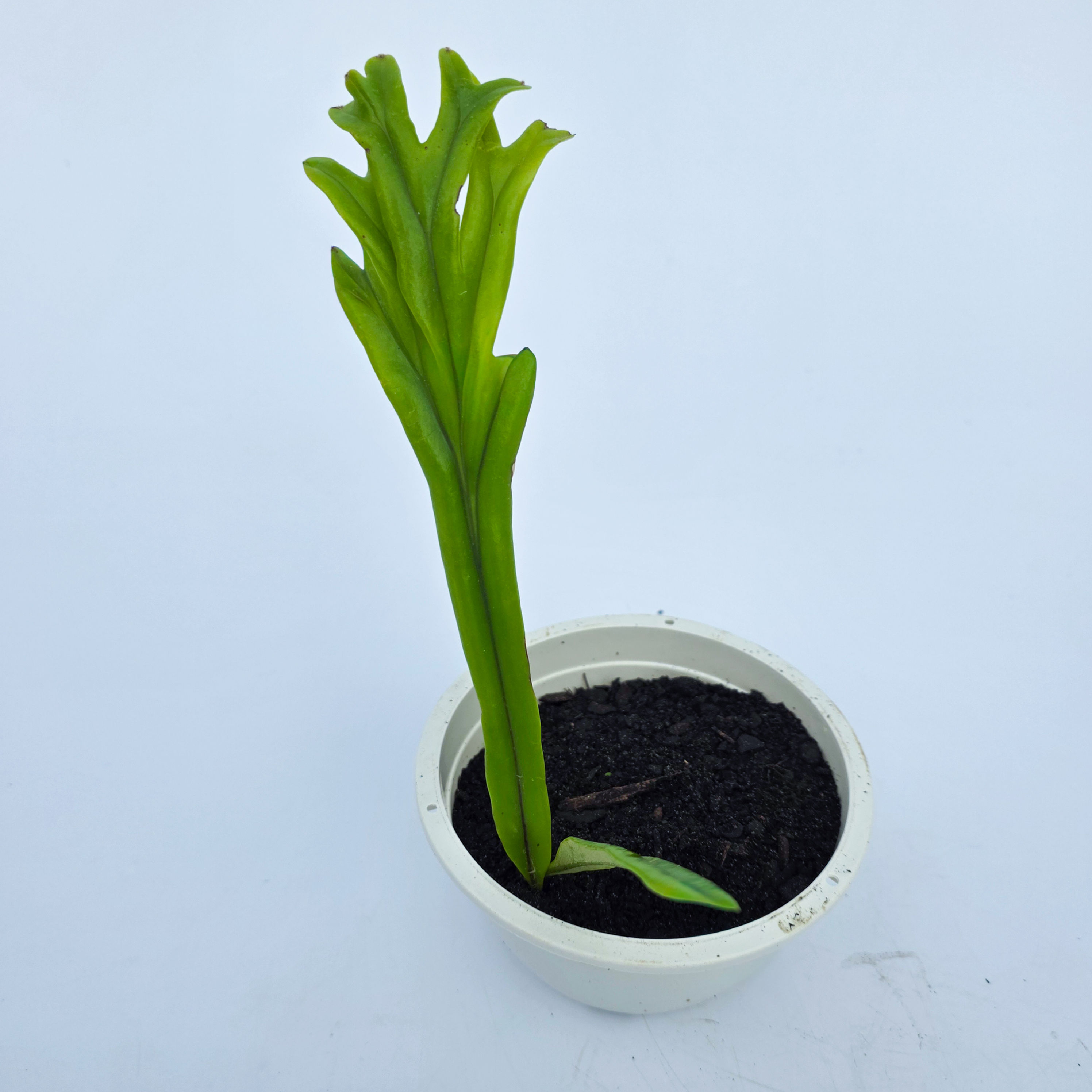 > Pyrrosia longifolia 'Cristata' (Samambaia Pirrósia Cristata) com folhas onduladas e frondes de formato único.