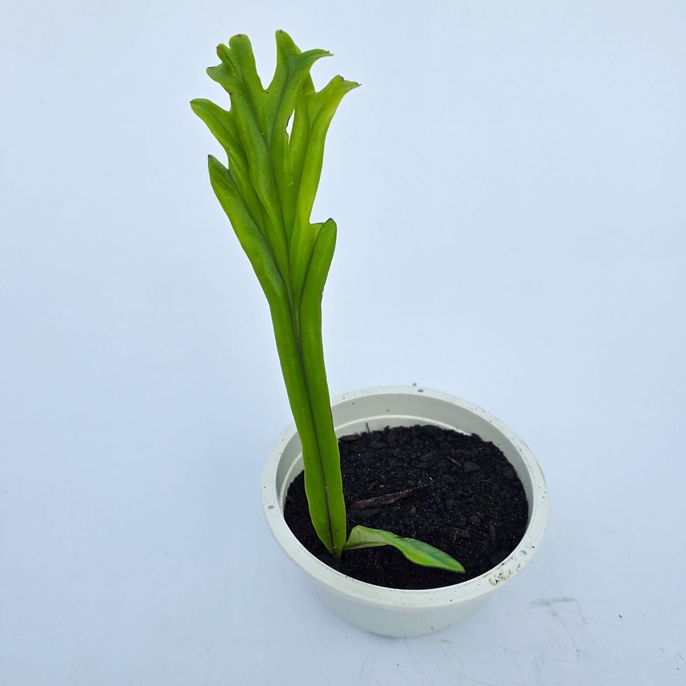 > Pyrrosia longifolia 'Cristata' (Samambaia Pirrósia Cristata) com folhas onduladas e frondes de formato único.