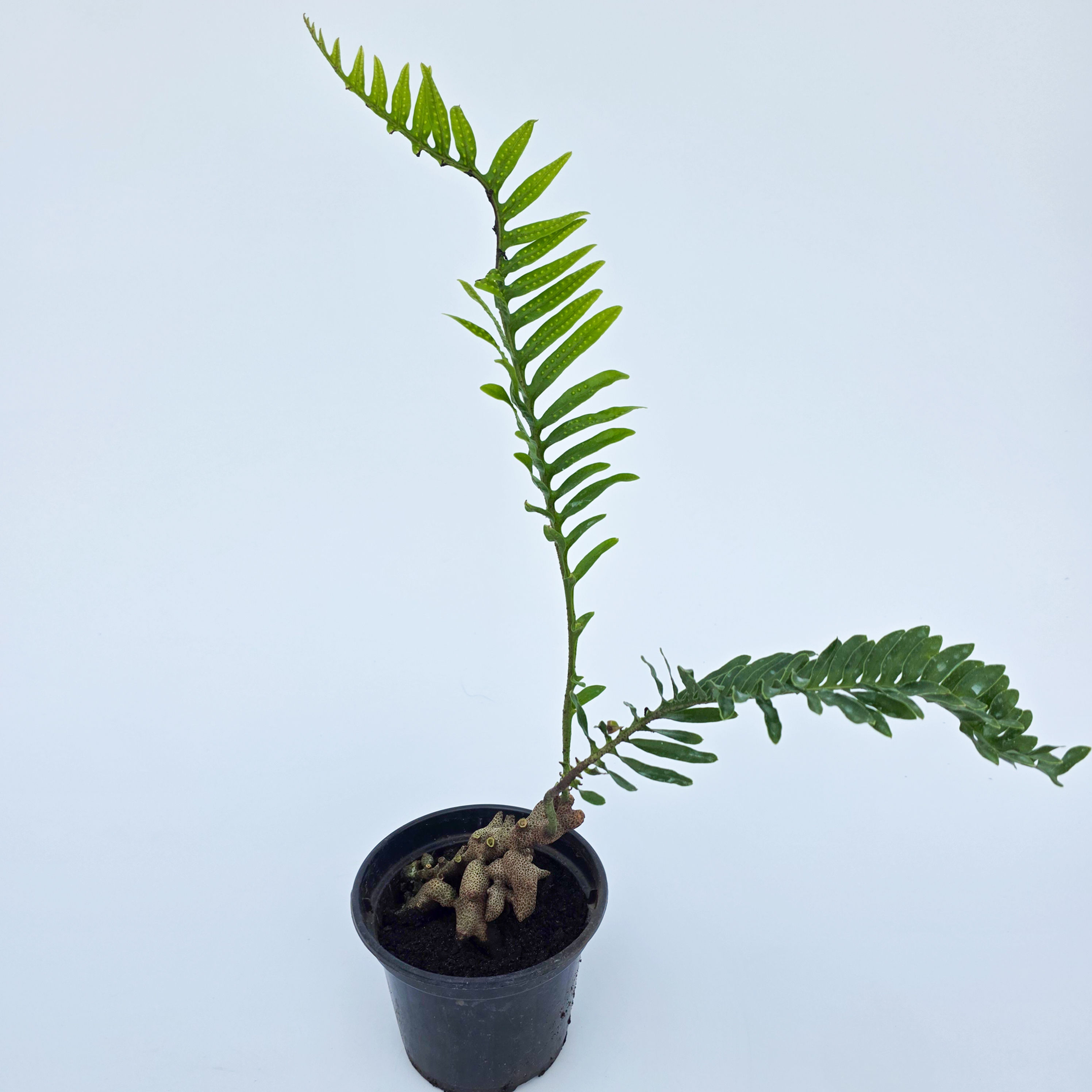 Samambaia Formiga - Lecanopteris lomarioides 'Medium Form'