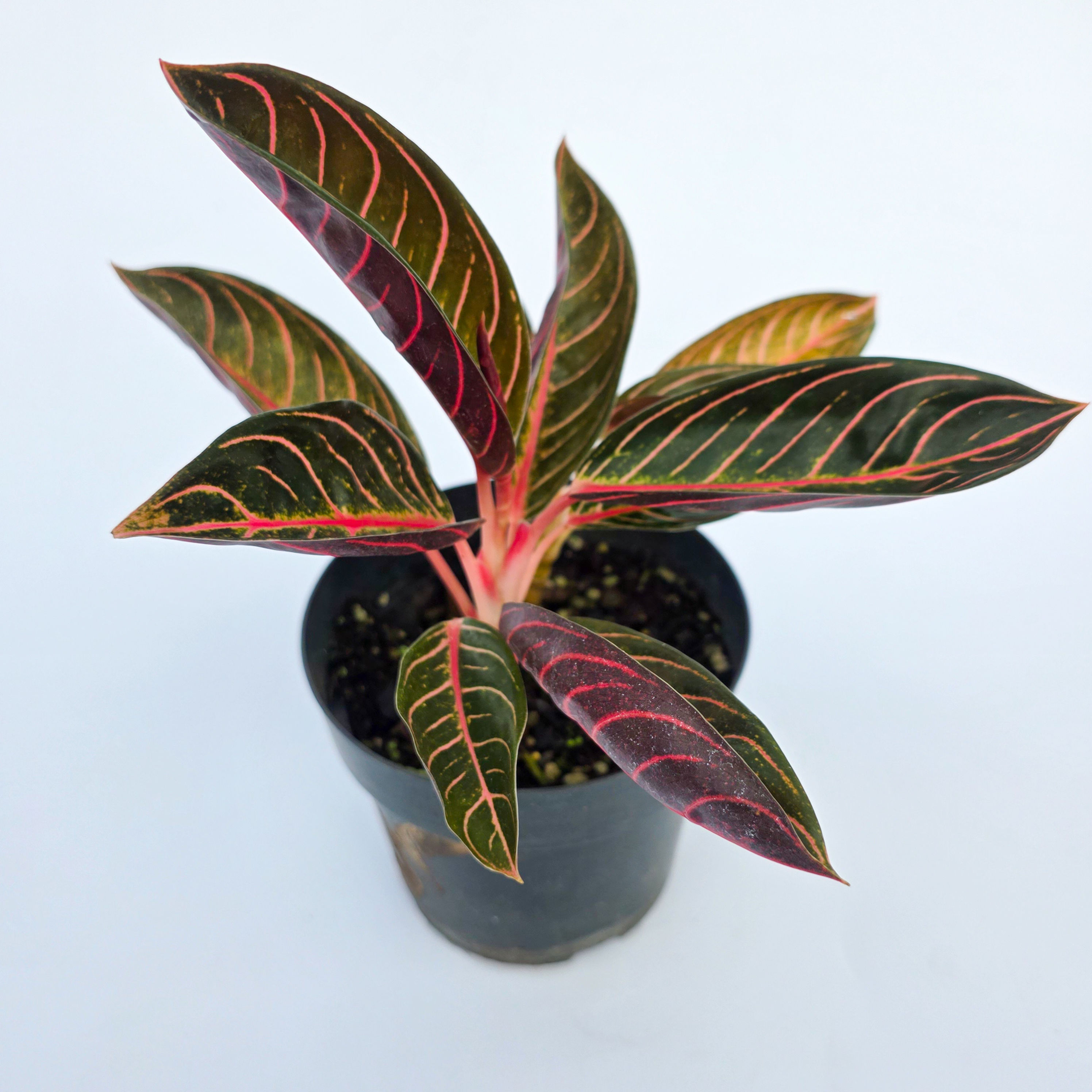 Aglaonema 'Pride of Sumatra'