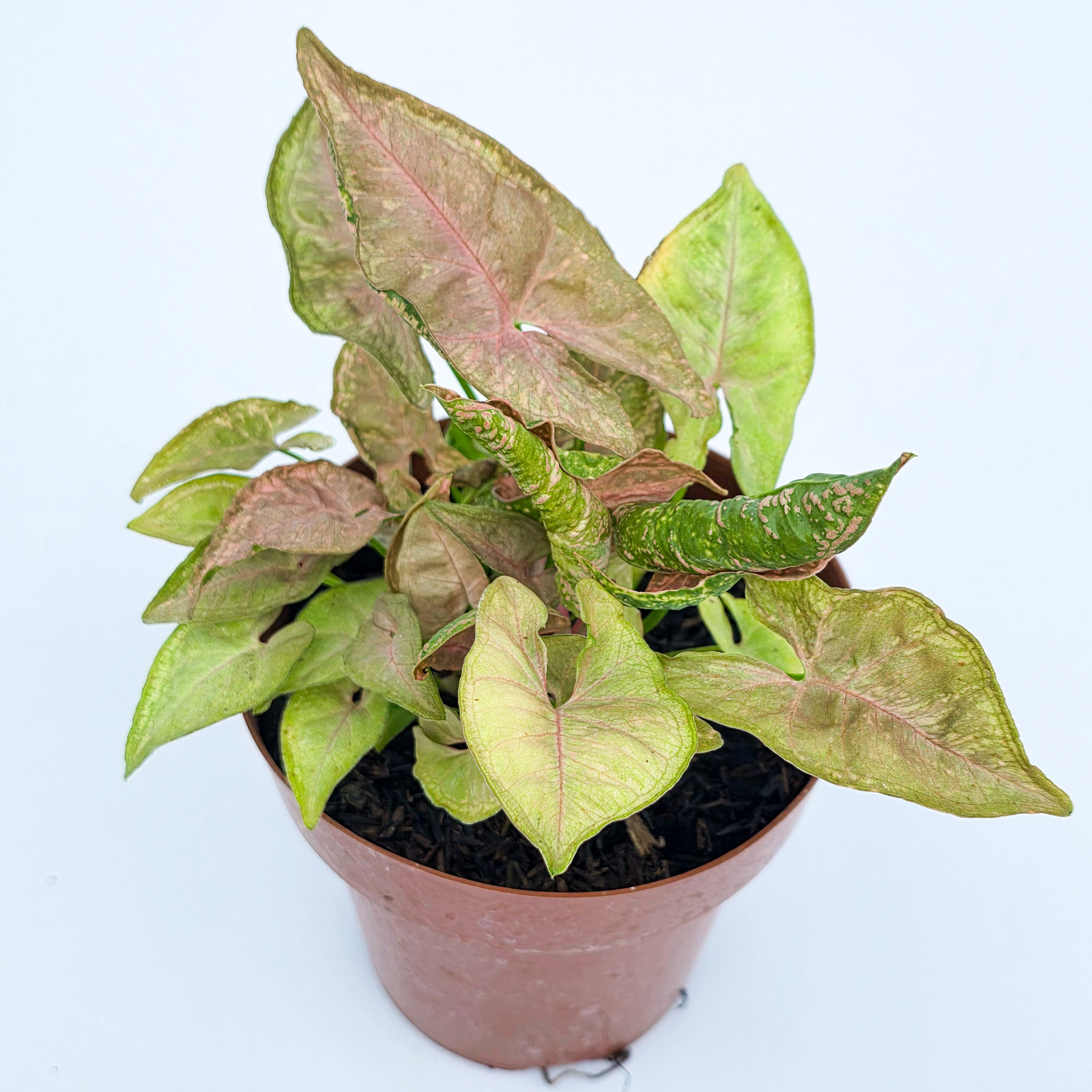 Syngonium 'Pink Mosaic'