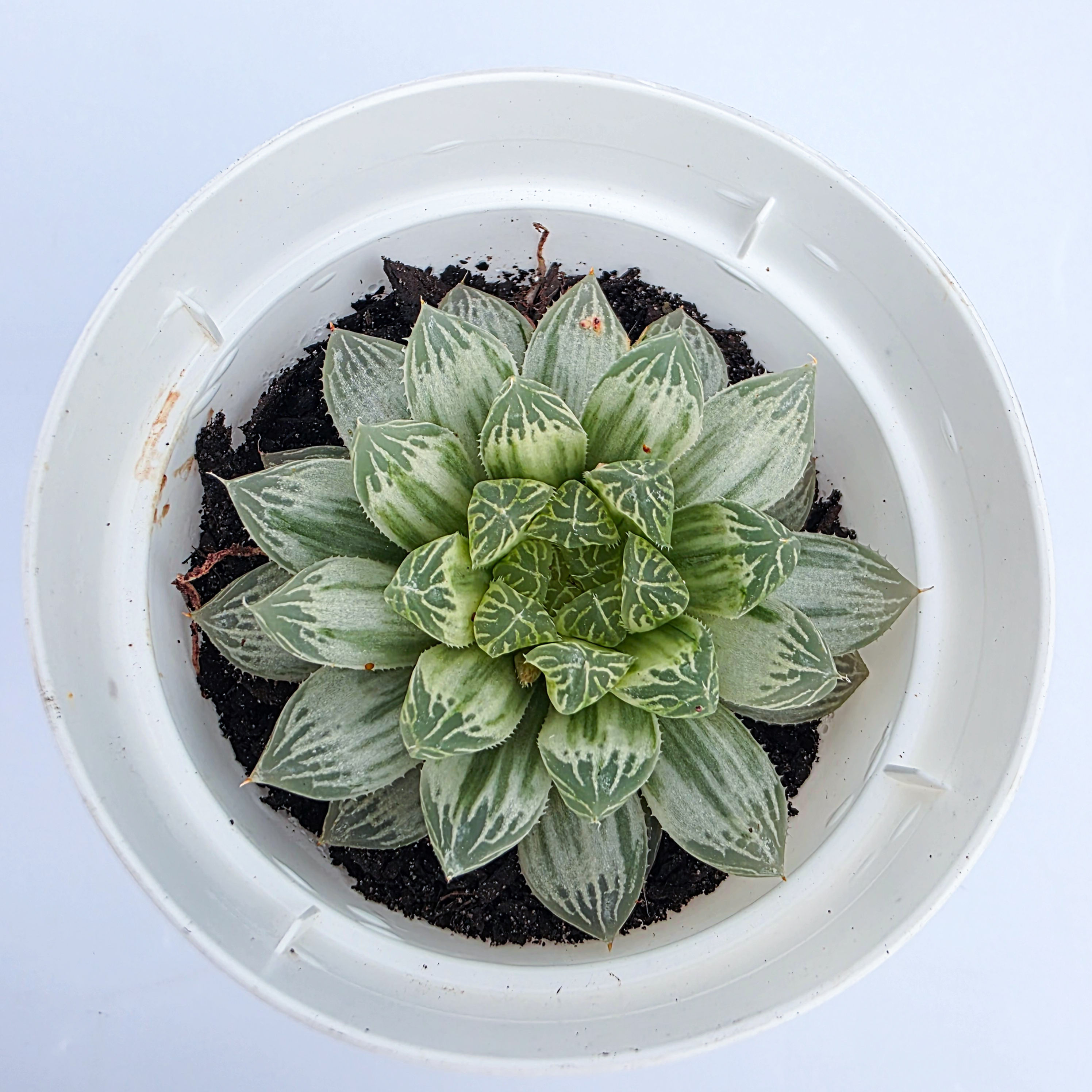 Haworthia cooperi 'Variegata'