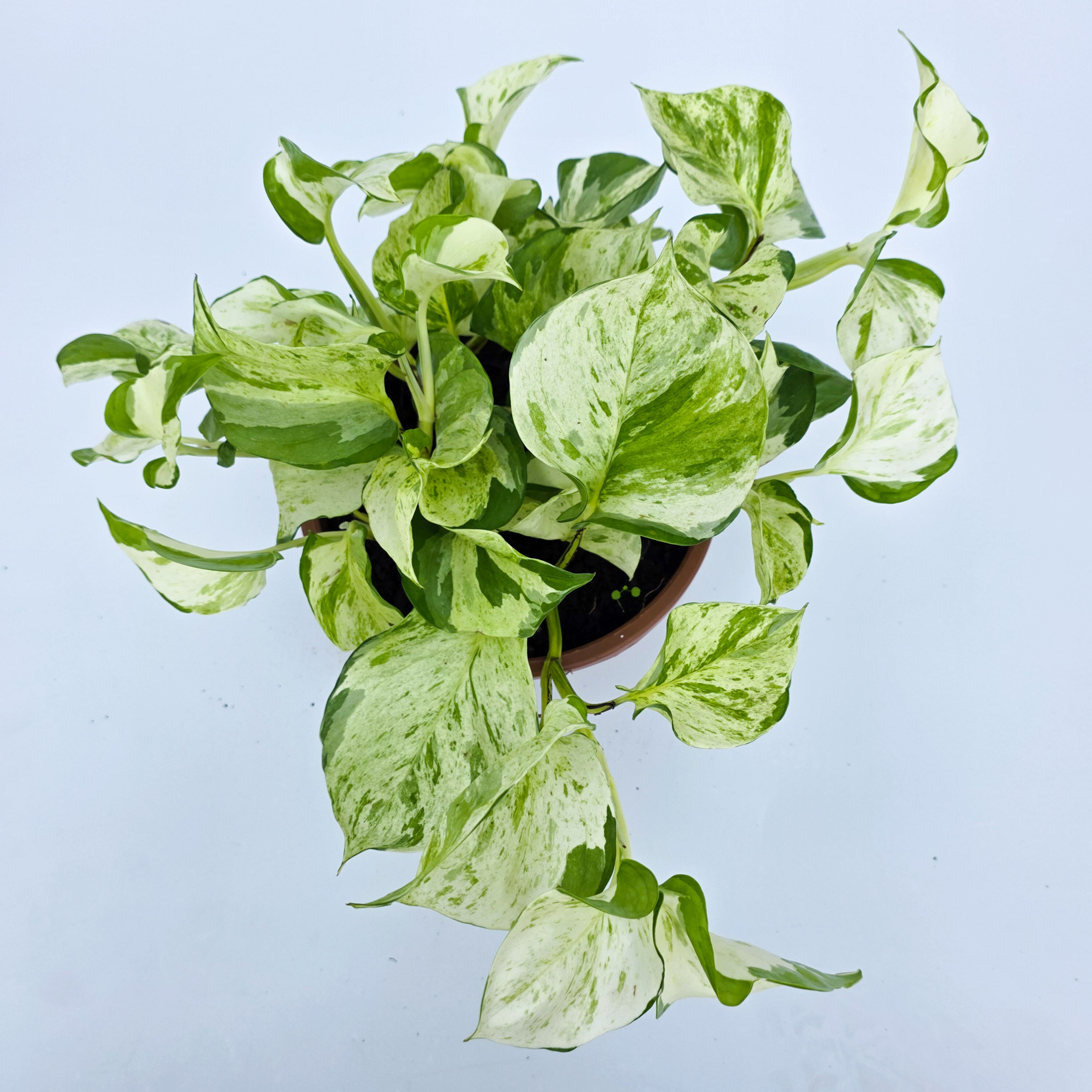Epipremnum 'Manjula' - Epipremnum aureum 'Manjula'