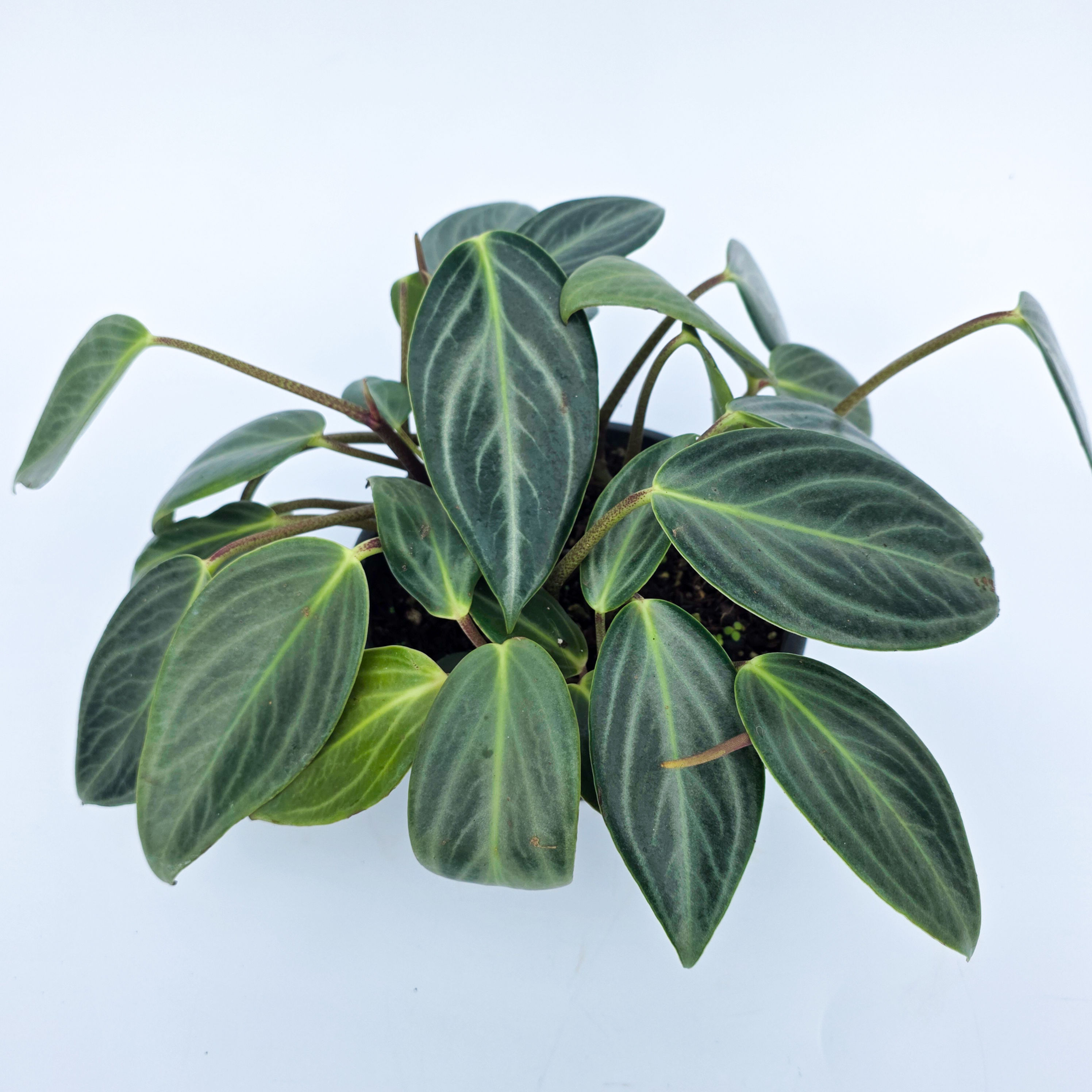 Peperomia pseudovariegata var. sarcophylla