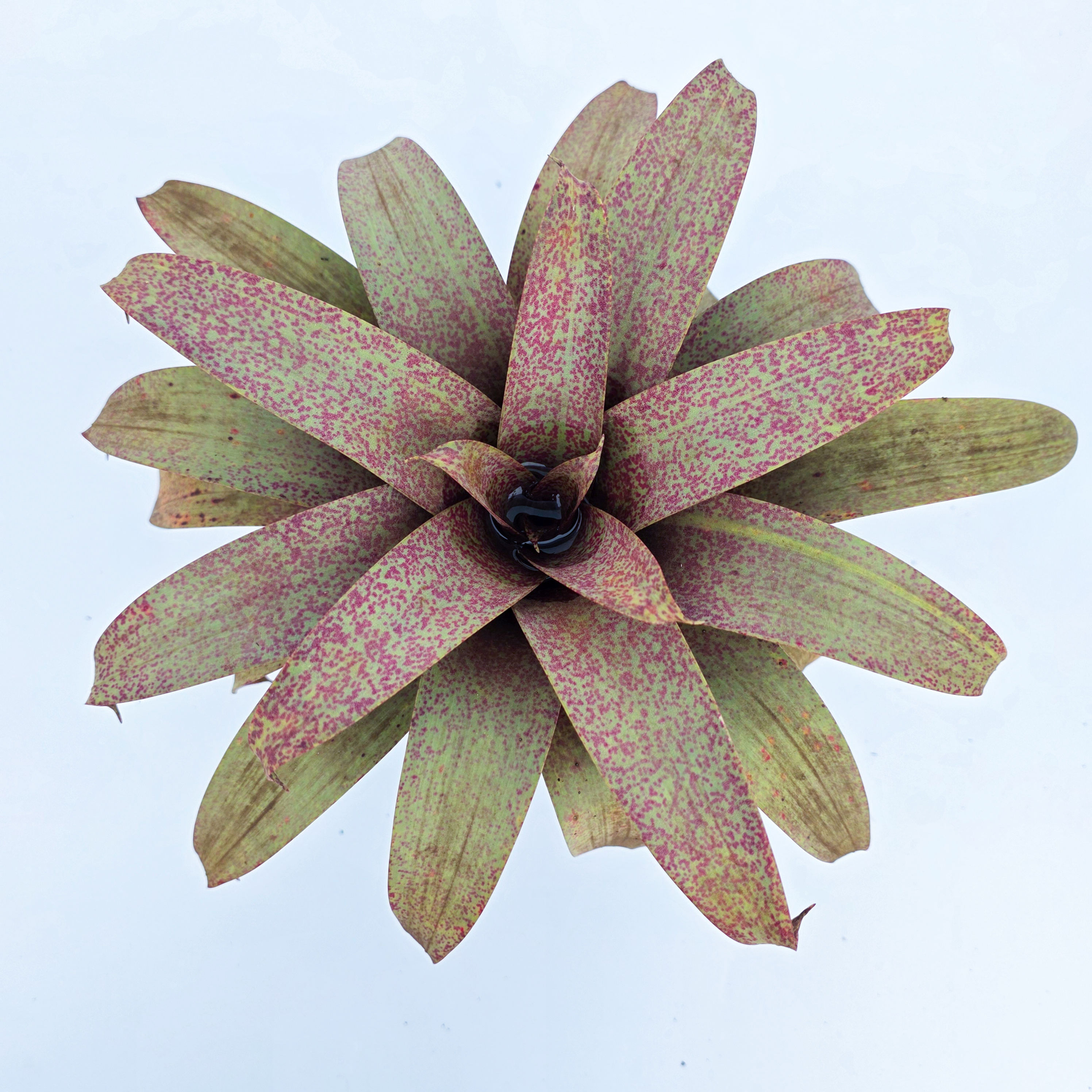 > Vriesea saundersii com folhas ornamentais verdes e inflorescência característica de bromélia.