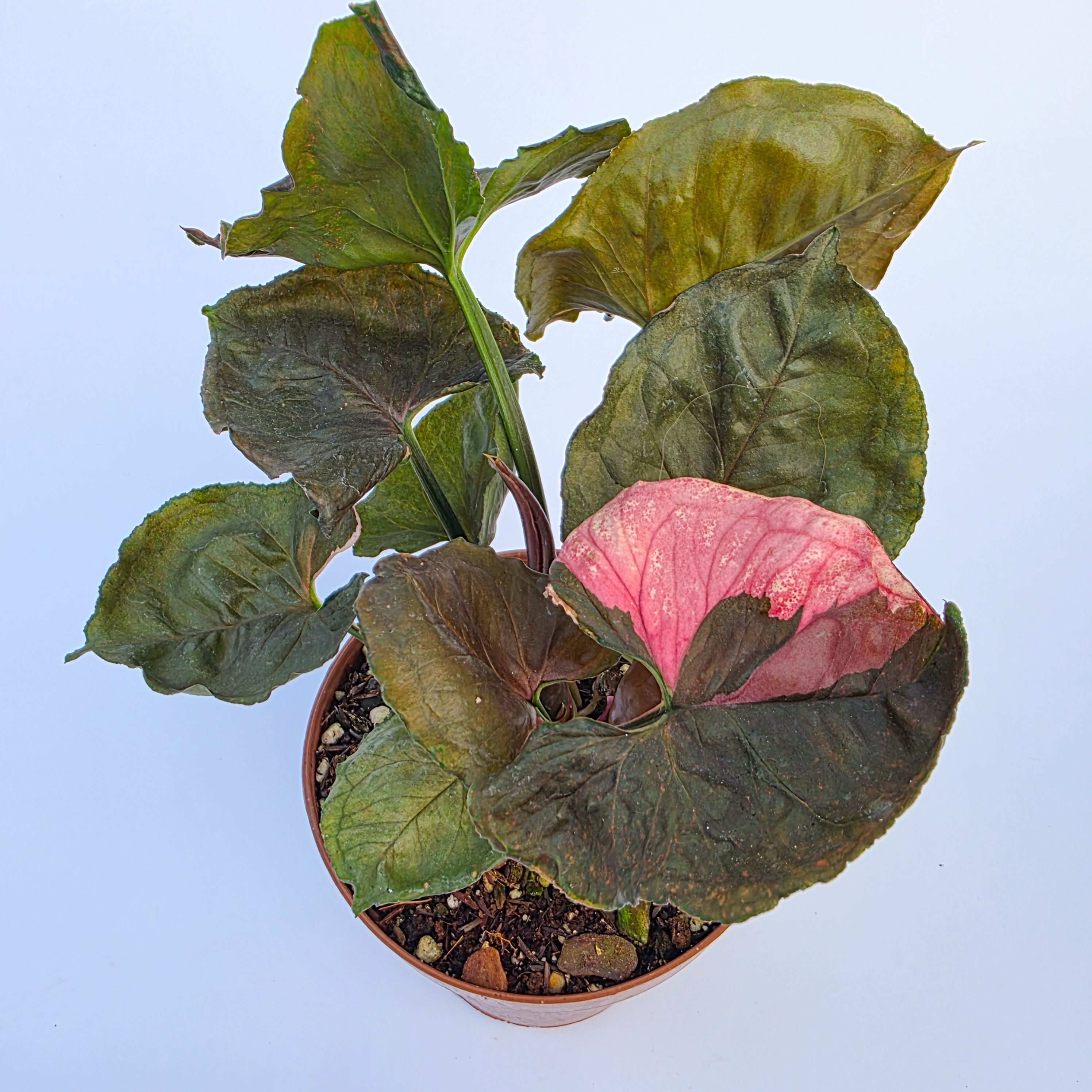 Syngonium 'Strawberry Ice'