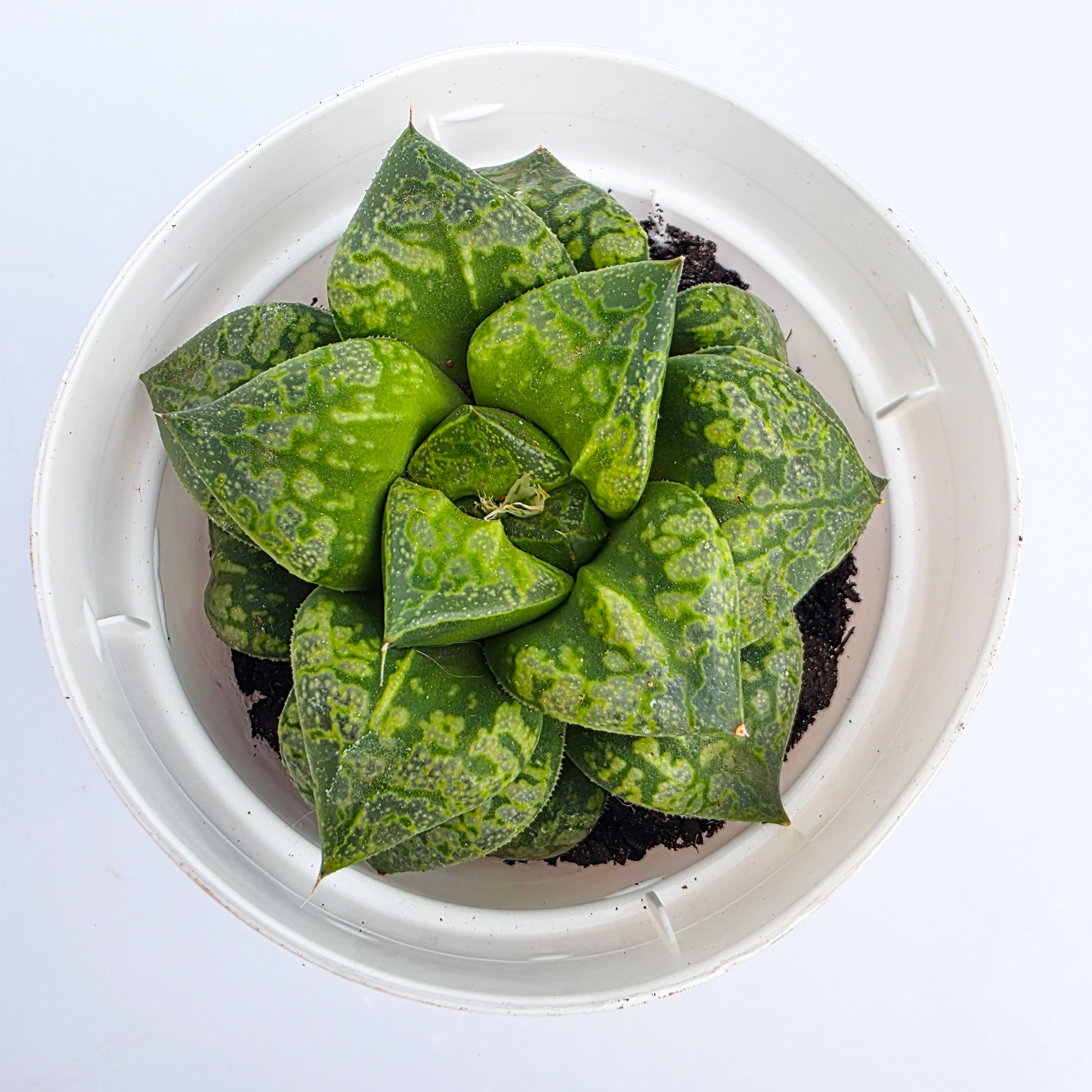 Haworthia 'Kamen Butokai'