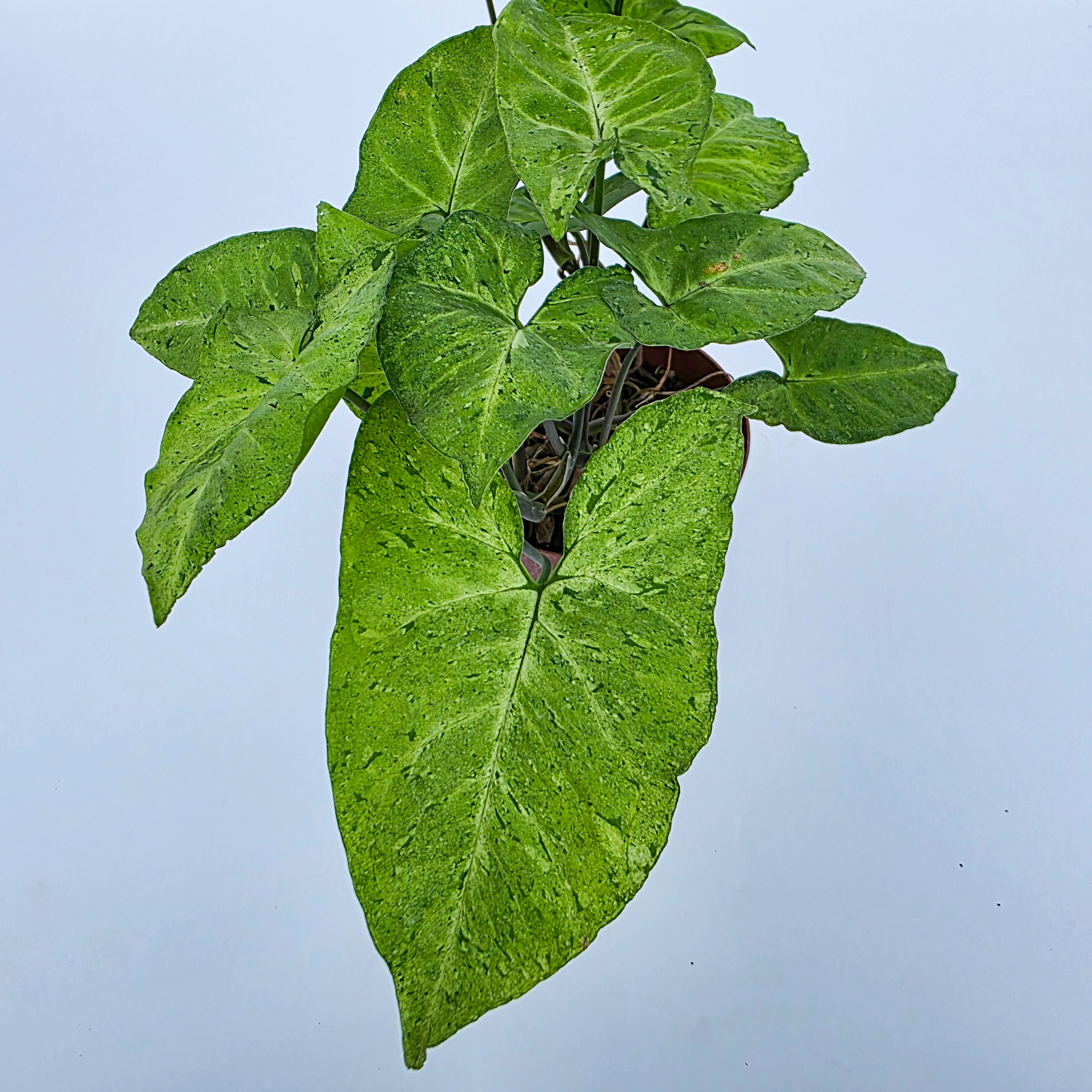 Syngonium 'Green Freckles'