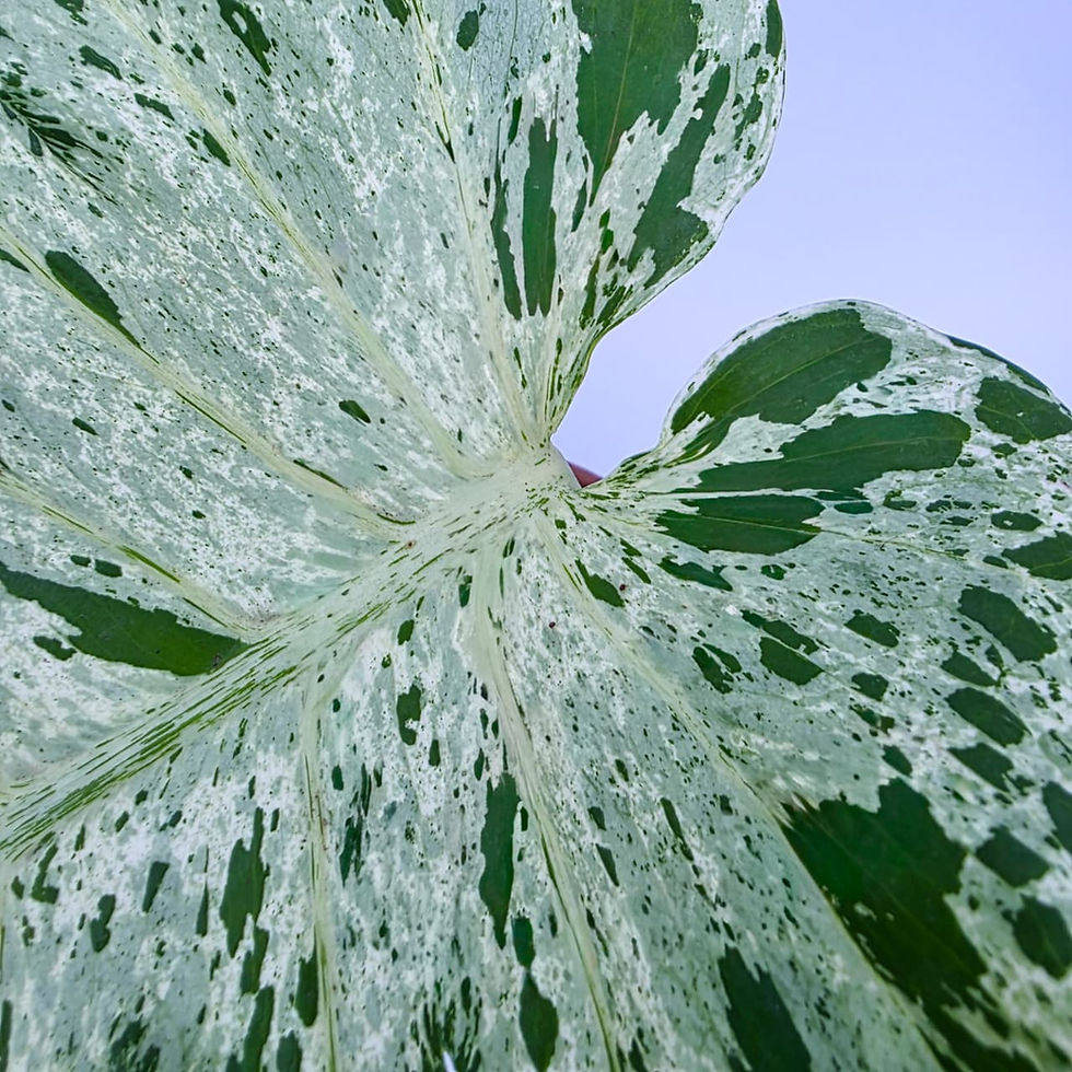 > Monstera 'Bulbasaur' com folhas ornamentais de textura única e fenestrações características.