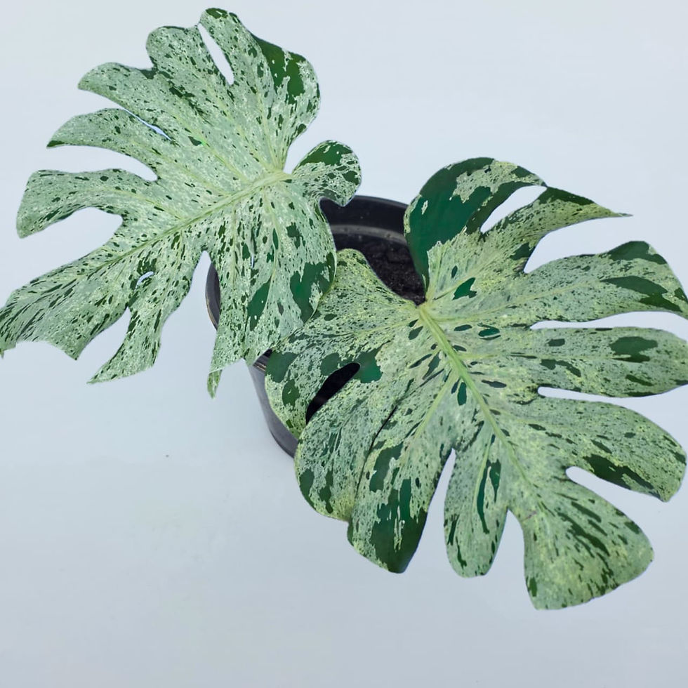 > Monstera 'Bulbasaur' com folhas ornamentais de textura única e fenestrações características.