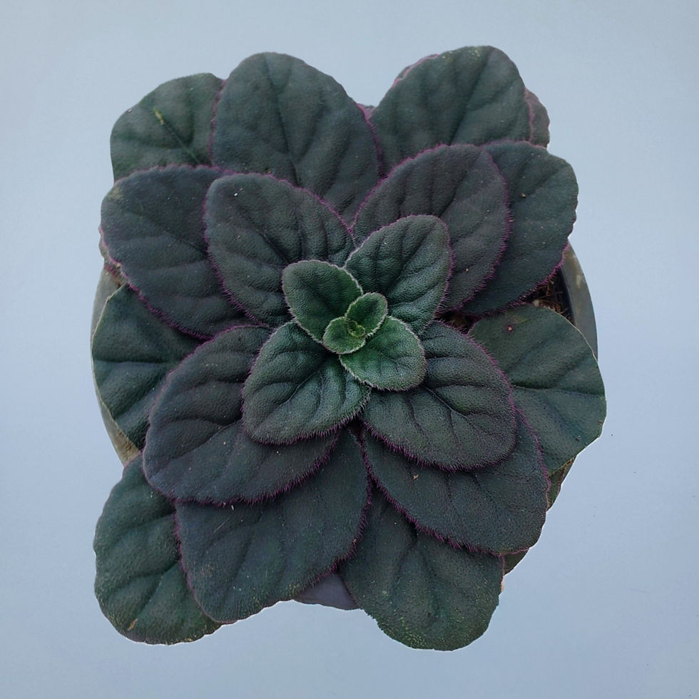 > Primulina sp. 'Drácula' com folhas ornamentais de textura aveludada e coloração marcante.