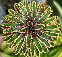 Plantas Unicórnio