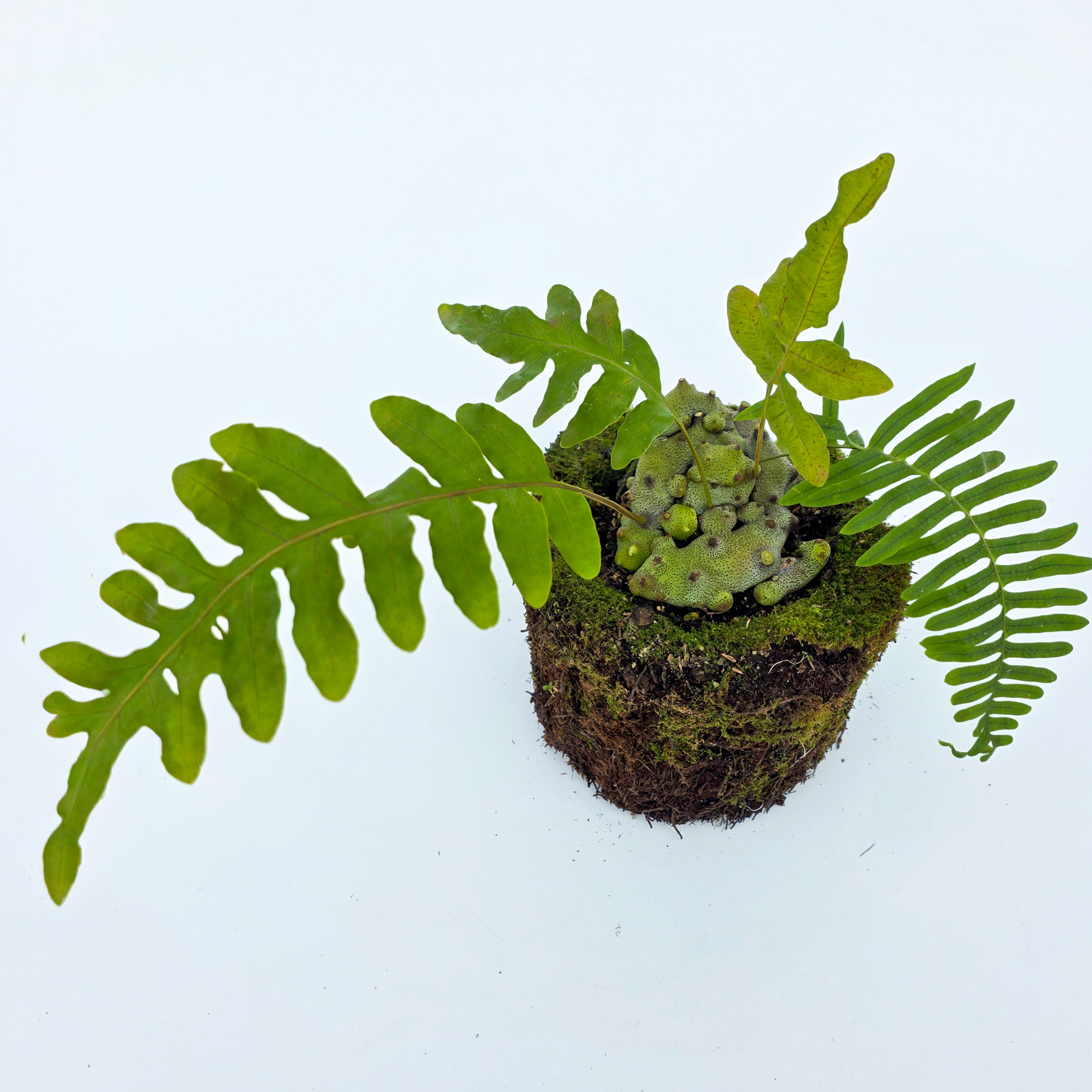 Samambaia Formiga - Lecanopteris 'Tatsuta'