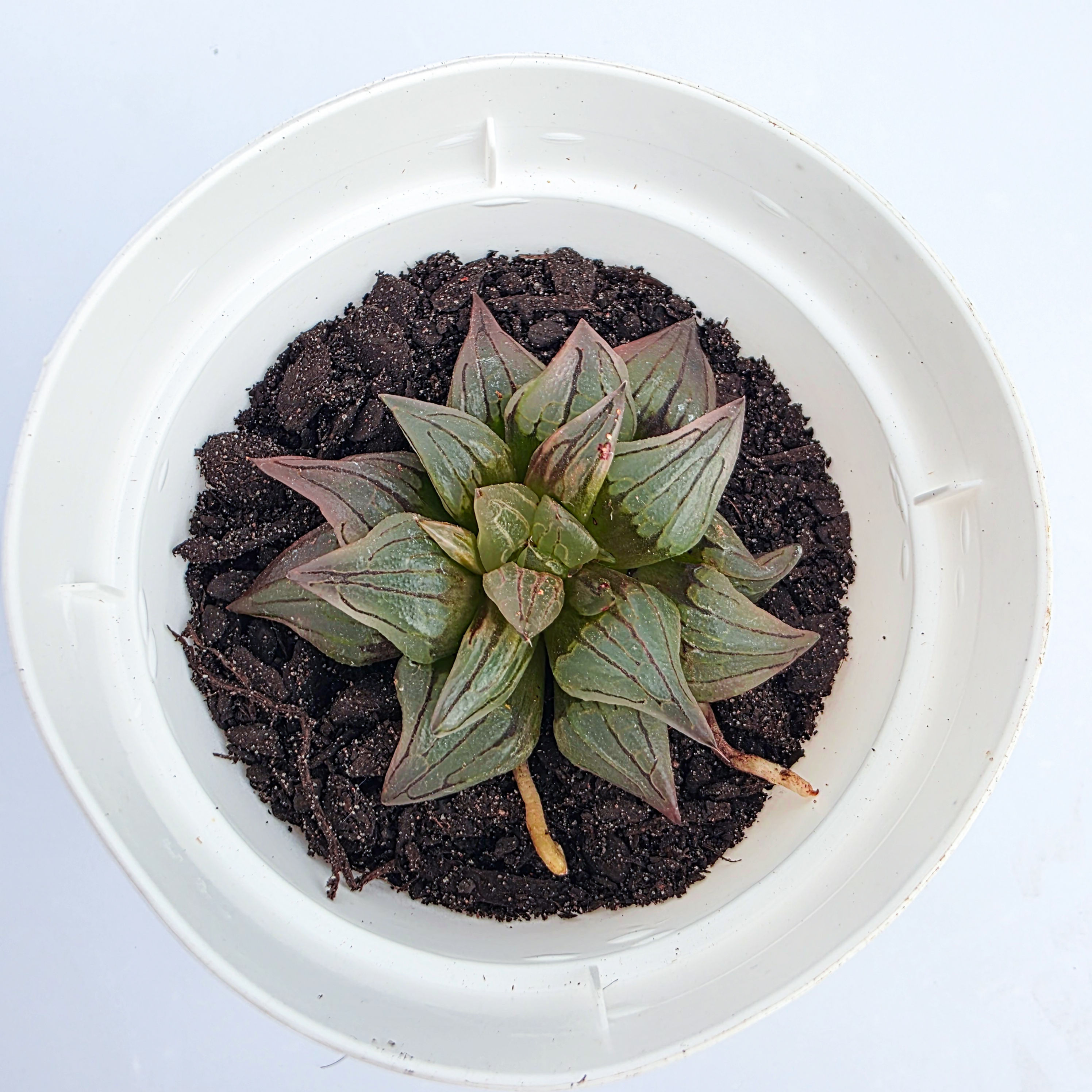 Haworthia magnifica var. atrofusca